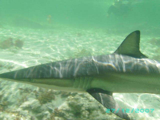 shark